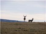 Mule Deer-photo by Kent Reierson